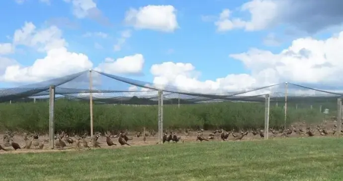 Pheasant Farm