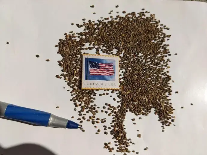 Kochia Seeds