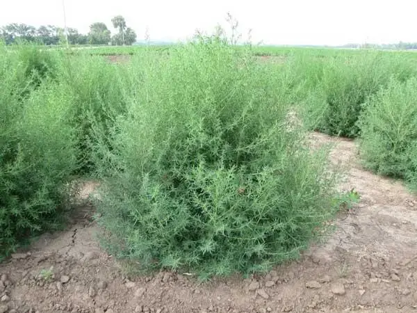 Kochia (Bassia Scoparia)