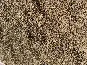 KOCHIA  (Bassia Scoparia) Seed Game Bird Honey.webp