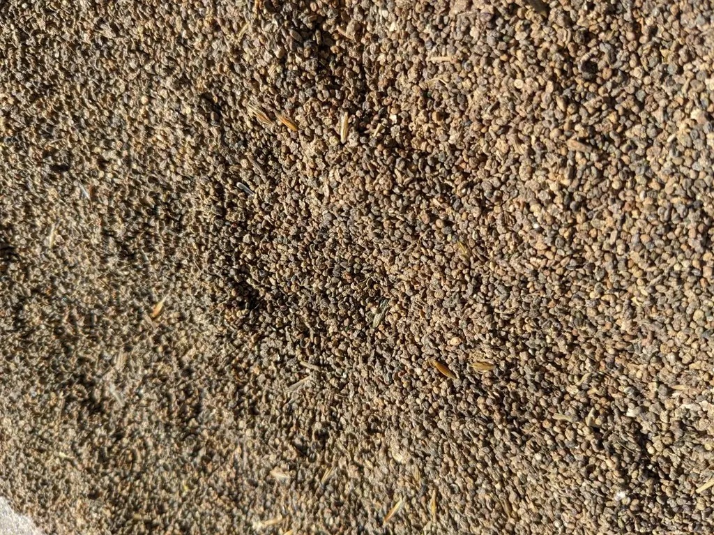 KOCHIA (Bassia Scoparia) Seed Game Bird Honey.webp